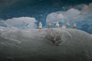 Möwen ruhen auf Eisberg foto