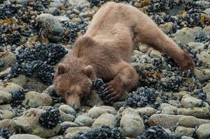 Beachcombing Braunbär in der Gletscherbucht foto