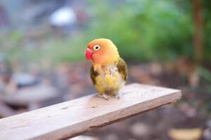 süß Lovebird Sitzung auf ein hölzern Bank im das Garten. foto