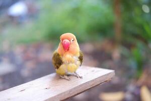 süß Lovebird Sitzung auf ein hölzern Bank im das Garten. foto