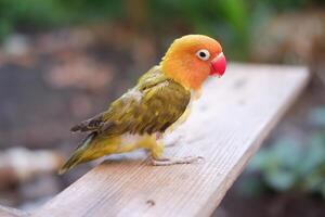 süß Lovebird Sitzung auf ein hölzern Bank im das Garten. foto