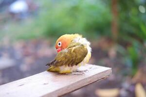 süß Lovebird Sitzung auf ein hölzern Bank im das Garten. foto