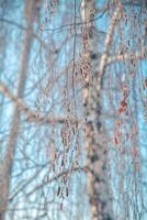 Birke im Winter, schneebedeckt, gefroren. natürlich Winter Hintergrund foto