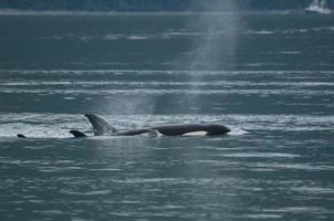Orca-Familie in Alaska foto