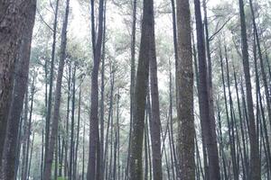 das Regen Wald im das regnerisch Jahreszeit beim National Park foto