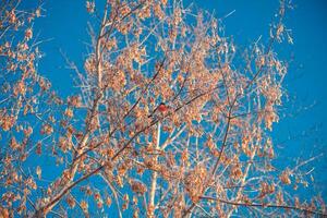 hell Gimpel mit rot Brust Sitzung auf ein Baum im Winter foto