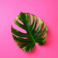 tropisches Monstera-Blatt auf rosa Hintergrund foto