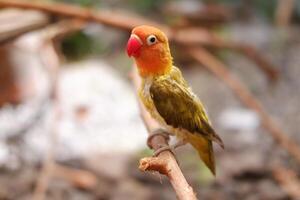 wenig Lovebird Sitzung auf ein Baum Ast foto