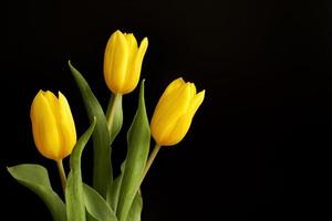 drei gelbe Tulpen foto