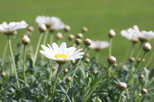 Gänseblümchenblume hautnah foto