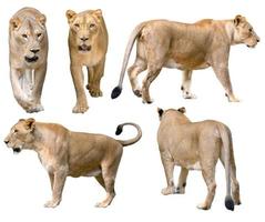 weiblicher Löwe Panthera Leo zu Fuß isoliert foto