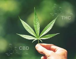 marihuanablatt mit chemischer struktur von cbd thc foto