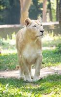 weiblicher weißer Löwe, der auf Gras geht foto