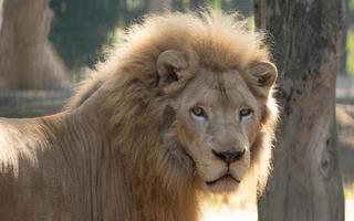 männlicher weißer Löwe im Zoo foto