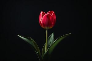 ai generiert einer Tulpe Blume auf ein schwarz Hintergrund foto