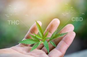 hand, die marihuanablatt mit chemischer struktur von cbd thc hält foto