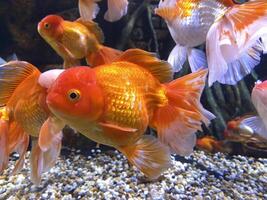 Goldfisch schwimmen im ein tropisch Aquarium gefüllt mit klar Wasser, umgeben durch verschiedene bunt Fische und beschwingt Wasser- Pflanzen. foto