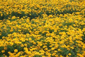 Feld Blumen Blühen Schönheit Natur im Garten foto