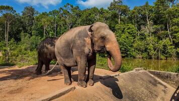 asiatisch Elefant Majestät im üppig Lebensraum foto