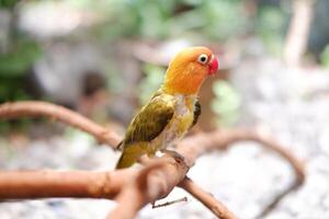 wenig Lovebird Sitzung auf ein Baum Ast foto