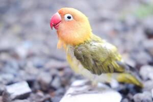 wenig Papagei Vogel auf Kies Hintergrund. flach Tiefe von Feld. foto