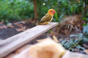 Lovebird Sitzung auf ein hölzern Bank und Essen Obst foto