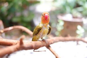 wenig Lovebird Sitzung auf ein Baum Ast foto