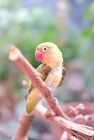 wenig Lovebird Sitzung auf ein Baum Ast foto