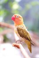 wenig Lovebird Sitzung auf ein Baum Ast foto