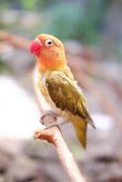 wenig Lovebird Sitzung auf ein Baum Ast foto