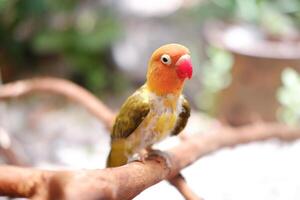 wenig Lovebird Sitzung auf ein Baum Ast foto