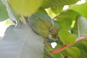 Guave Obst auf das Baum im das Garten mit Grün Blätter Hintergrund foto