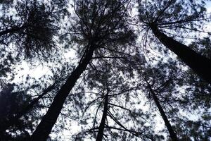 das Regen Wald im das regnerisch Jahreszeit beim National Park foto