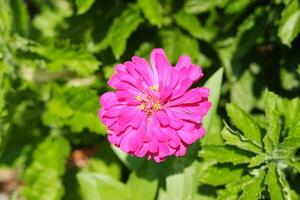 Rosa Zinnie Blume im das Garten mit Grün Blatt Hintergrund foto