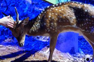 Sika Hirsch im das Zoo. Tier im das Zoo foto