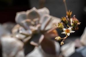 Nahaufnahme einer sehr kleinen saftigen Blume. selektiver Fokus. foto