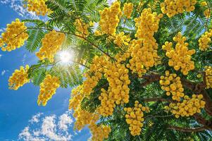 ai generiert ein Mimose Baum im voll blühen, es ist Geäst beladen mit flauschige Gelb Blumen und Reich Grün Laub, einstellen im ein heiter Garten Einstellung, symbolisieren Freude und Erneuerung, hell und lebhaft foto