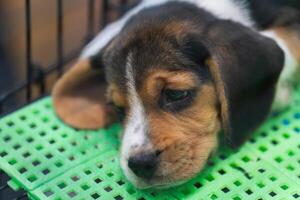 süß Hündchen Beagle Welpen Schlafen im ein Käfig im das Tier speichern. foto