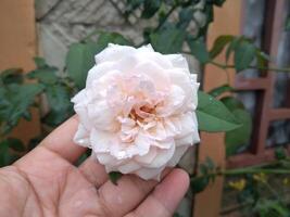 duftend Weiß Rosen wachsen reichlich im das Garten foto