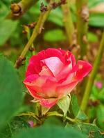 ein Single Rosa Rose ist Blühen im das Garten foto