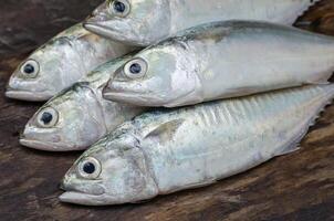 frisch sportlicher Körperbau Makrele Fisch zum Kochen foto