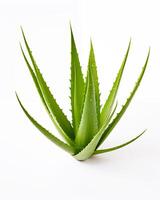 ai generiert Aloe vera Pflanze mit frisch Grün Blätter und Tropfen, isoliert auf Weiß Hintergrund, natürlich Heilmittel von ein Pflanze Konzept, generativ ai foto