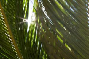 Palme Bäume mit ihr Blätter und Geäst schwingen unter das warm Licht von das Sonne foto