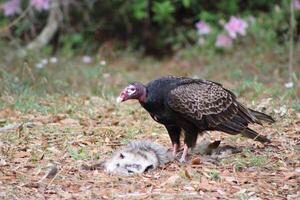 rot geleitet Geier Fütterung auf Roadkill. foto