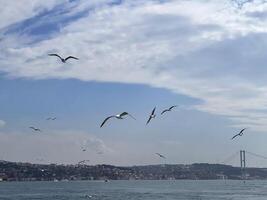 Möwe fliegend Über das Bosporus mit Istanbul im das Hintergrund, Truthahn foto