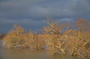 Flut beim Rhein Fluss, Monheimer rheinufer Natur Reserve, Monheim bin rhein, deutschland foto