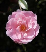 ein Rosa Blume mit Grün Blätter im das Hintergrund foto