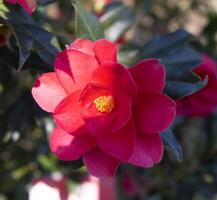 ein rot Blume mit ein Gelb Center foto