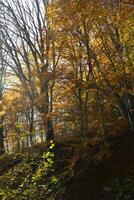 Herbst im Wald foto