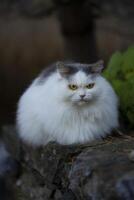 ein flauschige Weiß Katze Sitzung auf ein Felsen foto